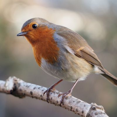 European Garden Birds