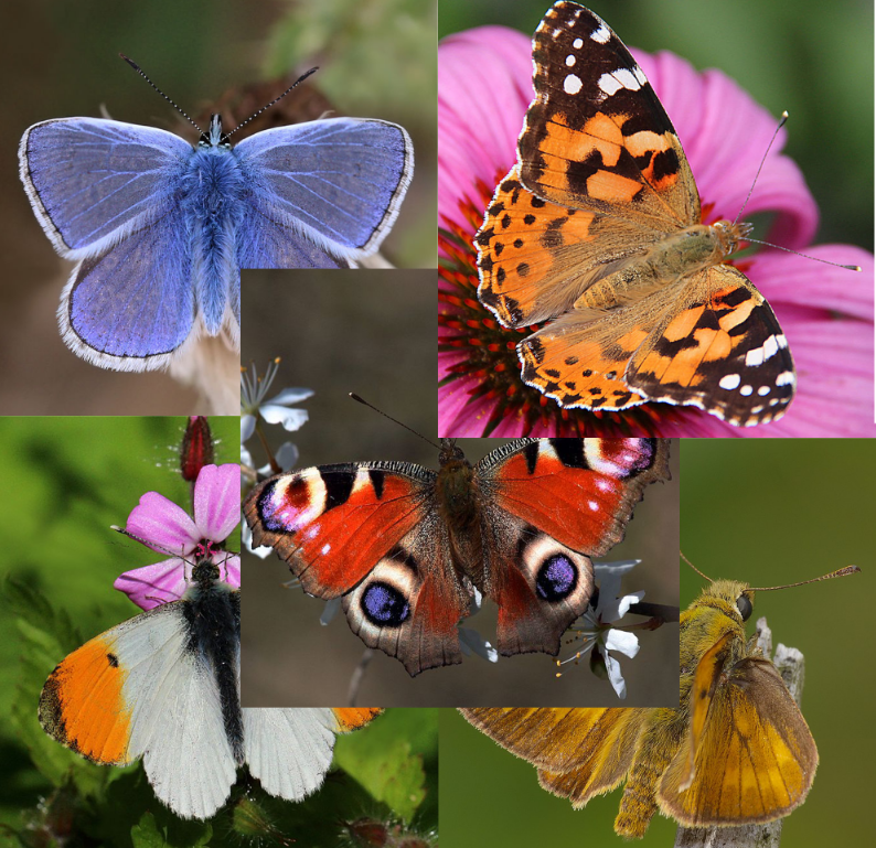 FlowElf: Common Butterflies of Britain and Ireland