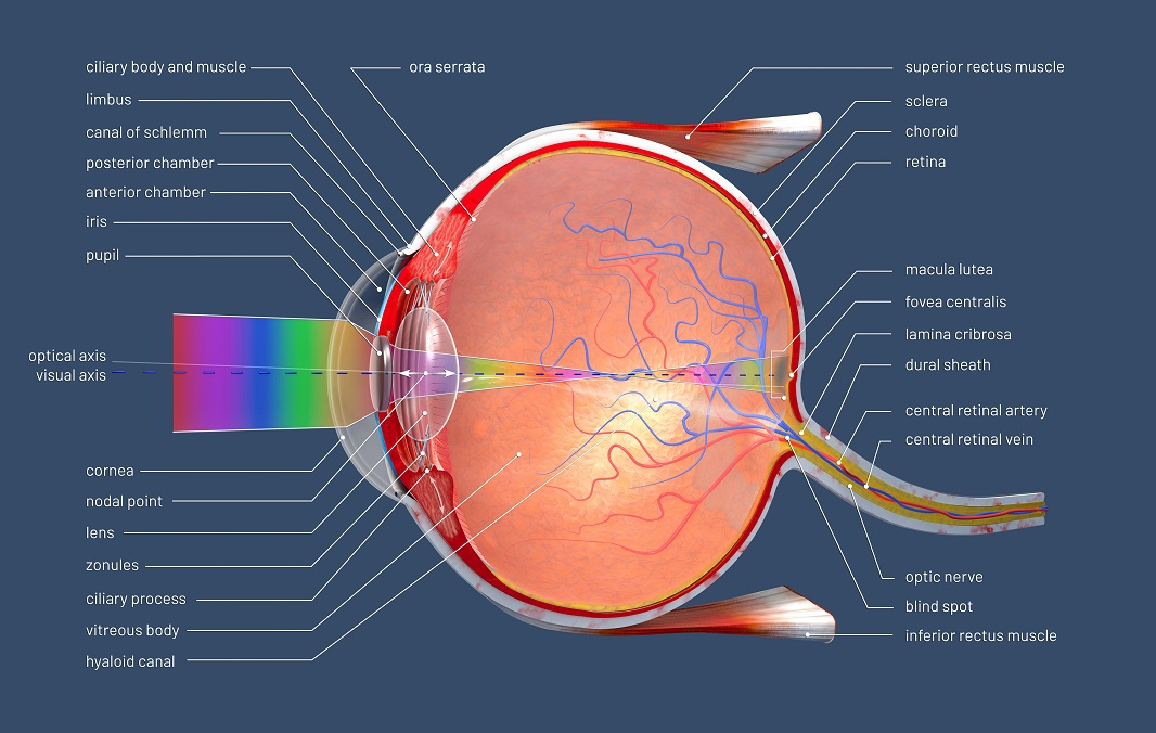 FlowElf: The Human Eye