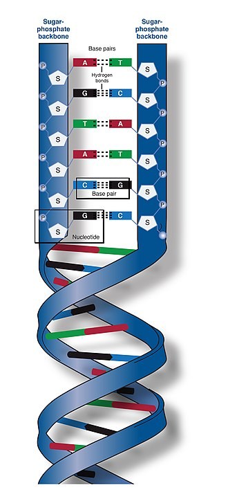 DNA Bases