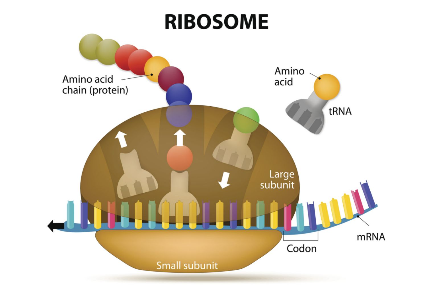 Amino Acids