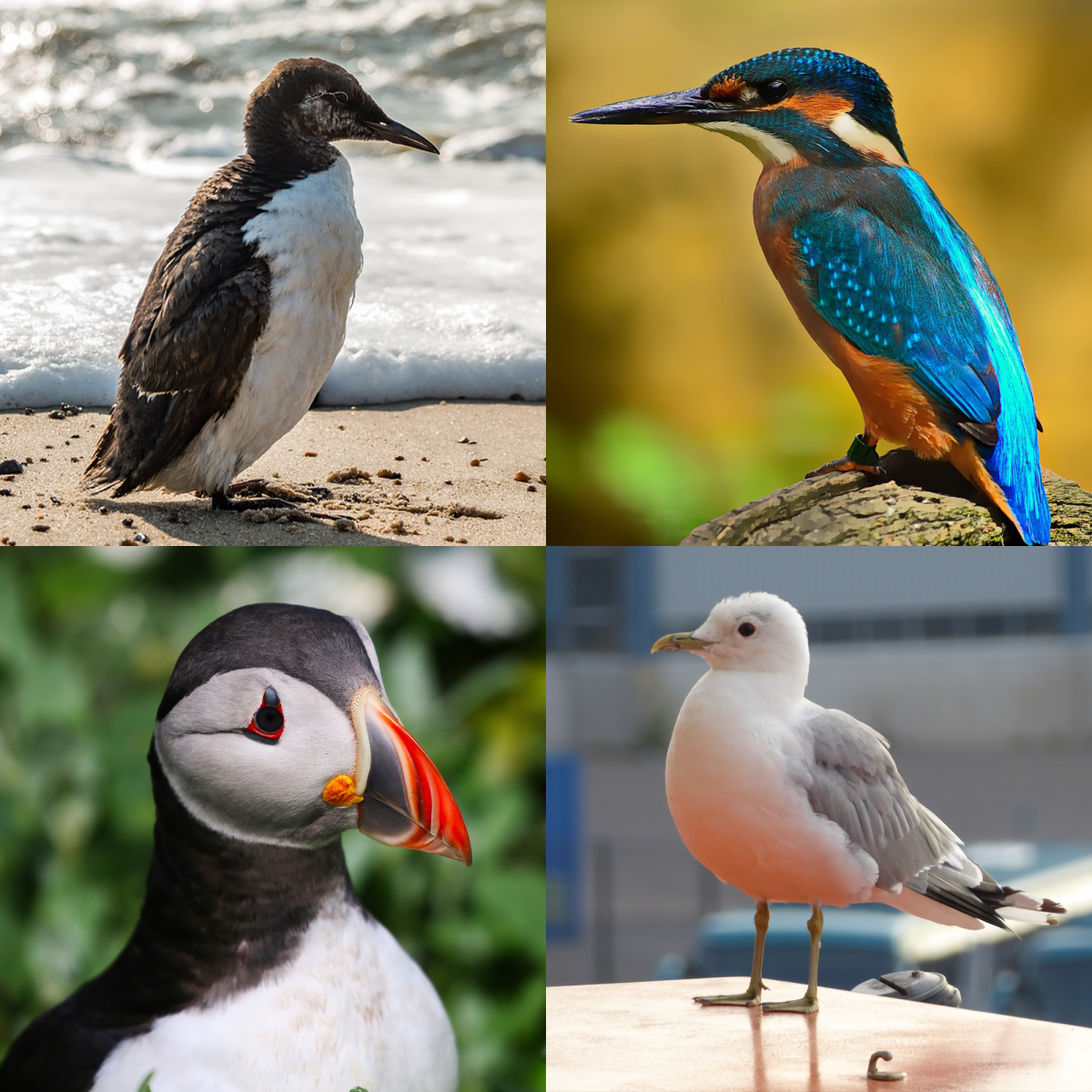 FlowElf: Irish Coastal Birds