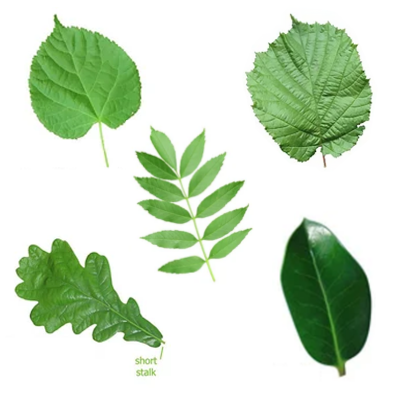 FlowElf: Broad Leaved Deciduous Trees 