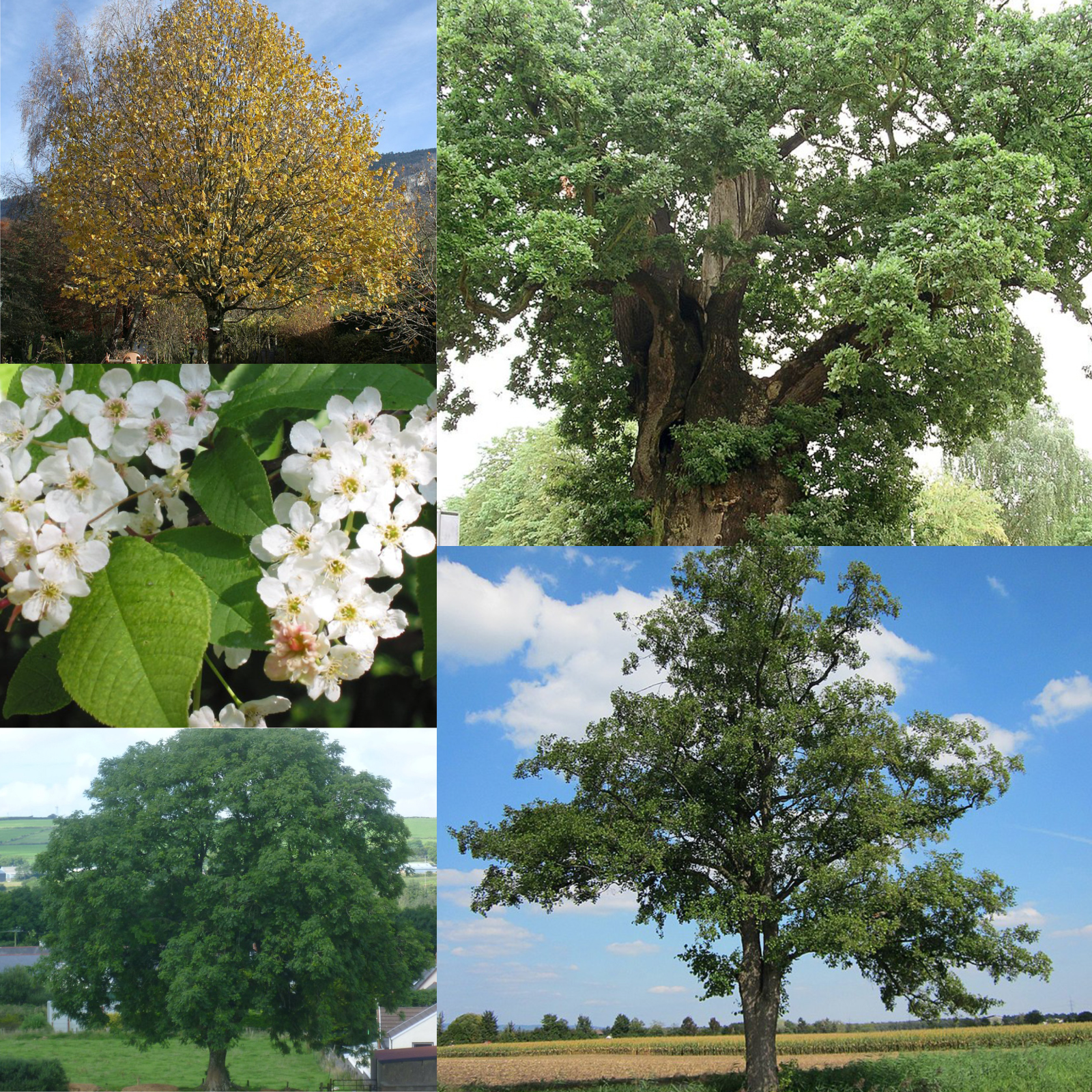 FlowElf: Deciduous Trees of the UK and Ireland
